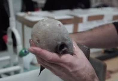 消失百年的无脸鱼重现4千米海底