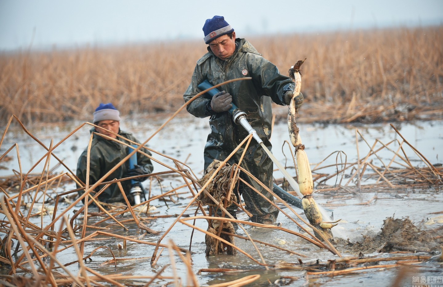 探访黄河滩职业挖藕人泡凉水里月挣3000元