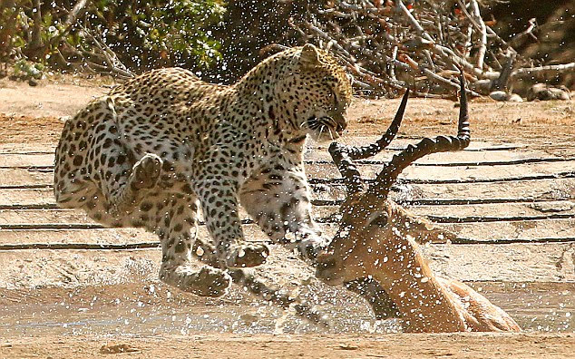 在劫难逃!南非花豹跃起突袭饮水黑斑羚