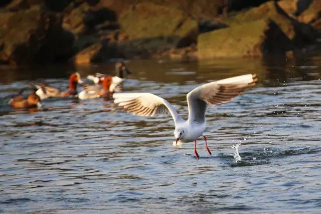 最佳觀鳥點位於深圳灣公園歡樂海岸段靠近紅樹林的地方,具體位置為