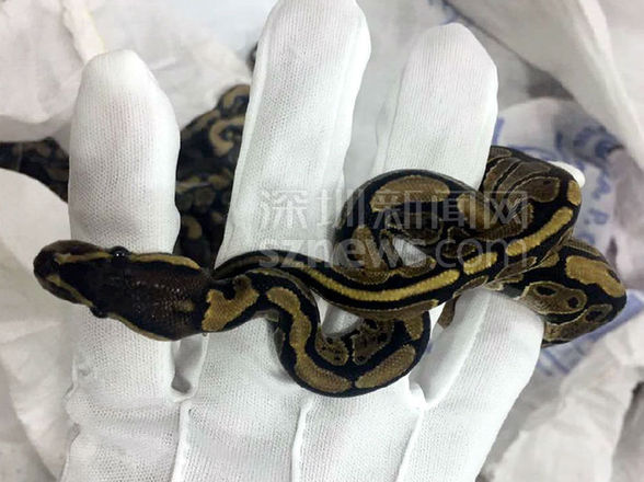 "球蟒"幼体