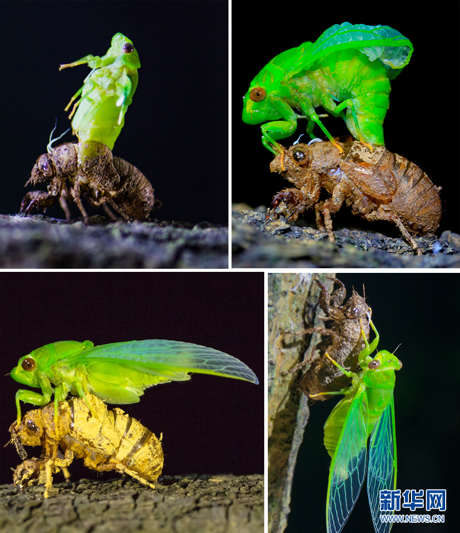 夏至蝉始鸣图片记录金蝉脱壳全过程